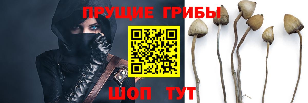 Псилоцибиновые грибы Cubensis Тобольск